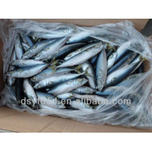 Frozen Mackerel fish